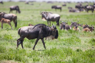 Sivrisinek savanada. Tanzanya 'daki Serengeti Milli Parkı 