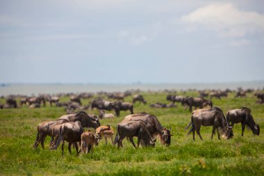 Afrika bozkırlarında Afrika antilop sürüsü güneşli yaz gününde