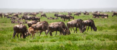Antiloplar Tanzanya 'nın Serengeti Ulusal Parkı' nda geziniyor..