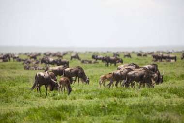 Antiloplar Tanzanya 'nın Serengeti Ulusal Parkı' nda geziniyor..