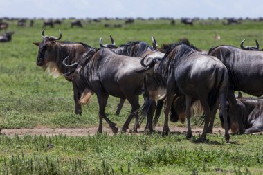Antiloplar uçsuz bucaksız geniş ovalarda gezinirler. Tanzanya 'daki Serengeti Milli Parkı 