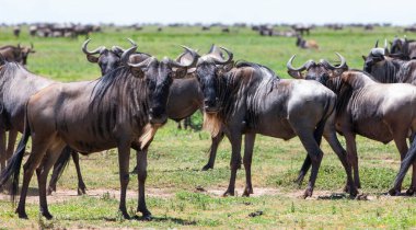 Afrika bozkırlarında Afrika antilop sürüsü güneşli yaz gününde