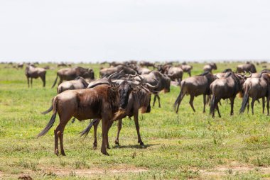 Afrika bozkırlarında Afrika antilop sürüsü güneşli yaz gününde