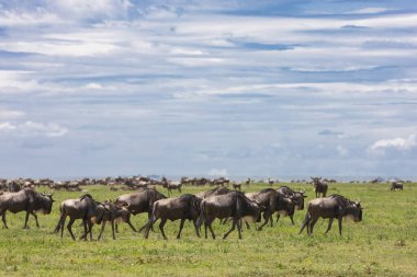Antiloplar uçsuz bucaksız geniş ovalarda gezinirler. Tanzanya 'daki Serengeti Milli Parkı 
