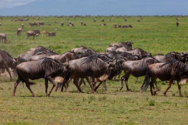 Savanada yaşayan antiloplar. Serengeti, Tanzanya 'da dünyaca ünlü bir ekosistem ve ulusal park. 