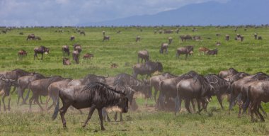 Antiloplar uçsuz bucaksız geniş ovalarda gezinirler. Serengeti, Tanzanya