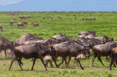 Savanada yaşayan antiloplar. Serengeti, Tanzanya 'da dünyaca ünlü bir ekosistem ve ulusal park. 