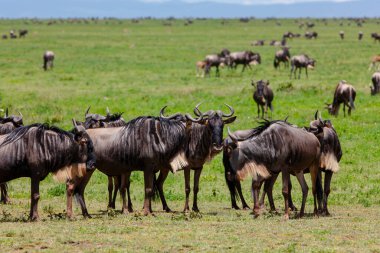 Tanzanya 'daki Serengeti Ulusal Parkı. Savanadaki bir grup antilop.  