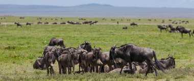 Antiloplar uçsuz bucaksız geniş ovalarda gezinirler. Serengeti, Tanzanya