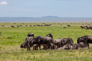 Afrika bozkırlarında Afrika antilop sürüsü güneşli yaz gününde