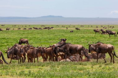 Tanzanya 'daki Serengeti Ulusal Parkı. Antiloplar uçsuz bucaksız geniş ovalarda gezinirler. 