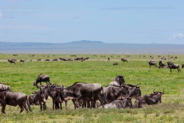 Sivrisinek olarak da bilinen antiloplar, Afrika ovalarının geniş ve güneşli ovalarında dolaşırlar.