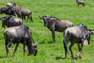 Sivrisinek olarak da bilinen antiloplar, Afrika ovalarının geniş ve güneşli ovalarında dolaşırlar.