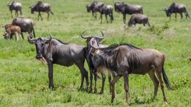 Serengeti, Tanzanya. Antiloplar uçsuz bucaksız geniş ovalarda gezinirler.. 