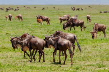 Tanzanya 'nın Serengeti Ulusal Parkı' nda geniş ovalarında dolaşan antiloplar yer alıyor..