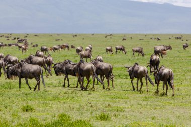 Tanzanya 'daki Serengeti Ulusal Parkı. Savanadaki bir grup antilop.  