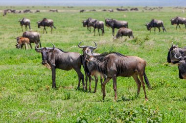 Savanada yaşayan bir grup antilop. Serengeti. Tanzanya 'daki dünyaca ünlü ekosistem ve milli park 