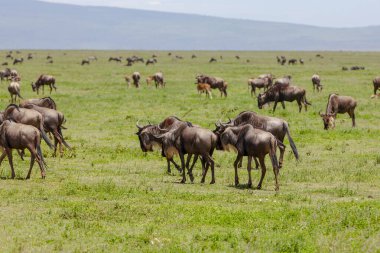 Savanada yaşayan bir grup antilop. Serengeti. Tanzanya 'daki dünyaca ünlü ekosistem ve milli park 