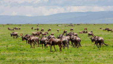 Savanada yaşayan bir grup antilop. Serengeti. Tanzanya 'daki dünyaca ünlü ekosistem ve milli park 