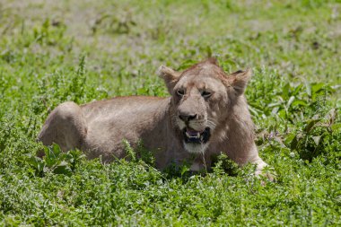 Serengeti Ulusal Parkı, Tanzanya 'da dişi aslan.