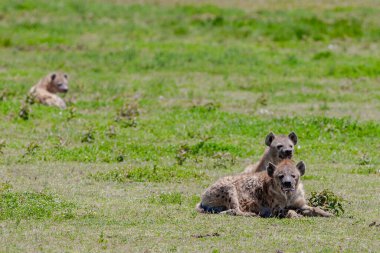 Tanzanya 'daki Serengeti ovasında benekli vahşi sırtlanlar. 