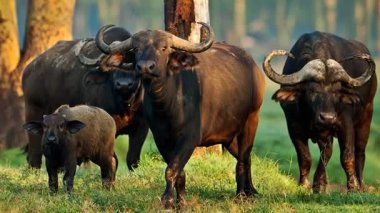 Ulusal parktaki çayırda Buffalos ailesi 