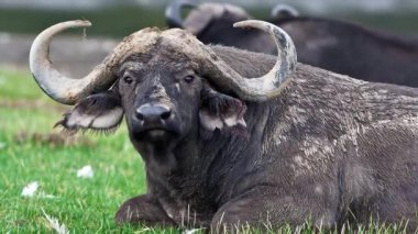 Afrika Bizonu Kruger Ulusal Parkı, Güney Afrika