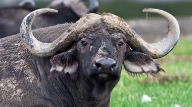 Afrika Bizonu Kruger Ulusal Parkı, Güney Afrika