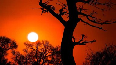 Zaman aşımı videosu. Günbatımında bulutlar ve güneşle Ulusal Park 