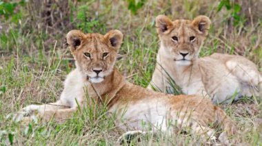 Yeşil çimlerde dinlenen sevimli aslan yavruları, video görüntüleri.  