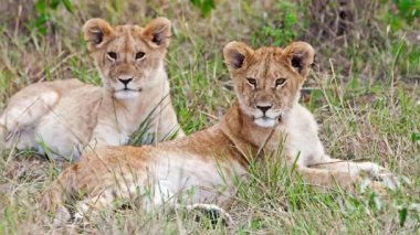 Yeşil çimlerde dinlenen sevimli aslan yavruları, video görüntüleri.  