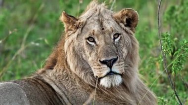 Yavaş çekim videosu. Çimlerde Afrika Aslanı. Kenya 'daki Ulusal Park 