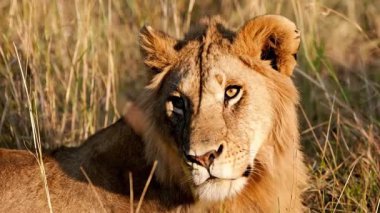 Kenya Ulusal Parkı 'ndaki büyük erkek Afrika Aslanı