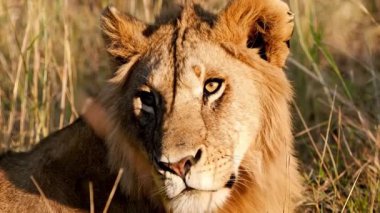 Yavaş çekim videosu. Çimlerde Afrika Aslanı. Kenya 'daki Ulusal Park 