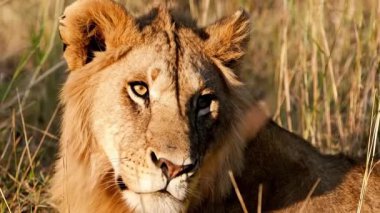 Yavaş çekim videosu. Erkek Afrika Aslanı çimenlerde dinleniyor. Kenya 'daki Ulusal Park 
