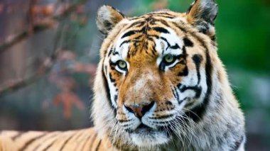 Bengal kaplanı suratının video görüntülerini kapat 