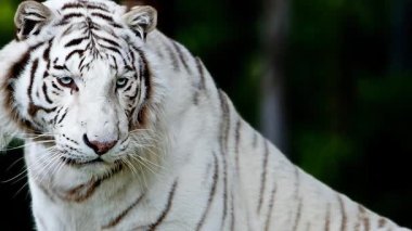Yırtıcı video görüntüleri. Beyaz Bengal kaplanı  