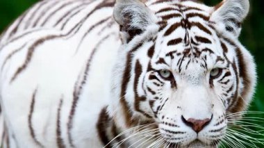 Yırtıcı video görüntüleri. Beyaz Bengal kaplanı  