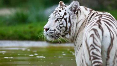 Nehir suyundaki beyaz bengal kaplanının video görüntüleri. 