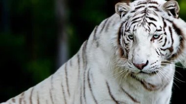 Beyaz Bengal kaplanının video görüntülerini kapat  