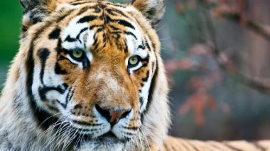 Bengal kaplanı suratının video görüntülerini kapat 