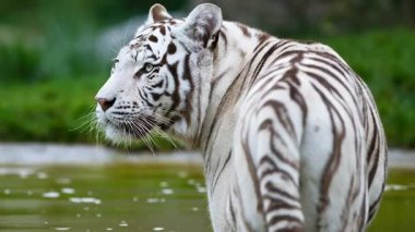 Nehir suyundaki beyaz bengal kaplanının video görüntüleri. 