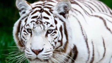 Beyaz Bengal kaplanının video görüntülerini kapat  