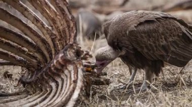Avrupa Griffon Akbabası (Gyps fulvus fulvus) bir leşin yanında  