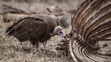 Avrupa Griffon Akbabası (Gyps fulvus fulvus) bir leşin yanında  