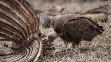 Avrupa Griffon Akbabası (Gyps fulvus fulvus) bir leşin yanında  