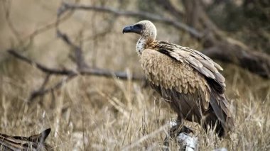 Avrupa Griffon akbabası kuru otlarla tarlada 