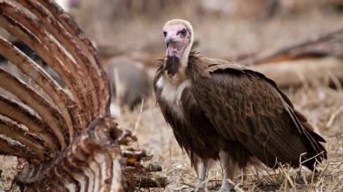 Avrupa Griffon Akbabası 'nın video görüntüleri, Gyps Fulvus Fulvus, ölü hayvan cesedinin yanında. Eti yemeye hazırım. 