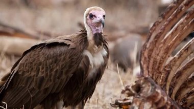 Avrupa Griffon Akbabası 'nın video görüntüleri, Gyps Fulvus Fulvus, ölü hayvan cesedinin yanında. Eti yemeye hazırım. 