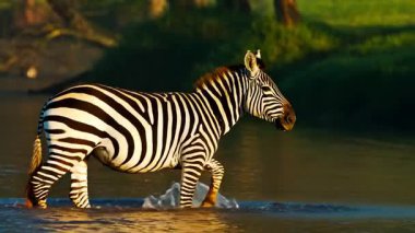 Nehir suyunda yürüyen zebra. Serengeti Milli Parkı. Yavaş çekim videosu 